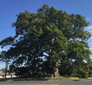 Birthing Tree - City of McMinnville TN - Partner | American Heritage Trees