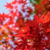 Red Maple - Image 3