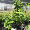 Sycamore - Image 2