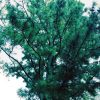 Loblolly Pine - Image 3