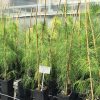 Loblolly Pine - Image 2