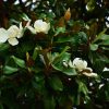 Southern Magnolia - Image 3
