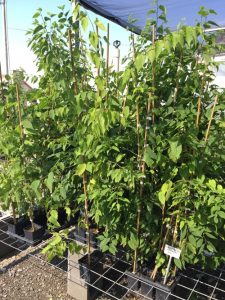 Hackberry Tree Sapling Gift | Edgar Allan Poe Enchanted Garden ...