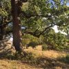 White Oak - Image 2