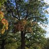 White Oak - Image 3