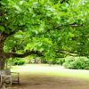Sycamore - Image 3