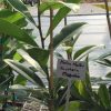 Southern Magnolia - Image 2