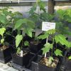 Sugar Maple - Image 2